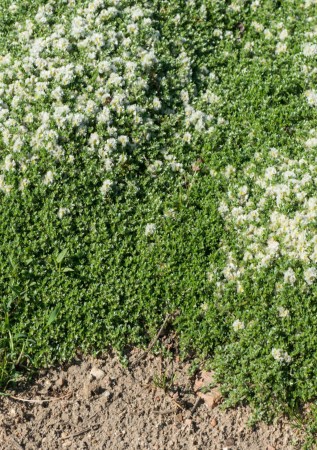 ПАРОНІХІЯ капельська